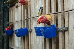 selective focus to place the blue chicken food. soft focus. fighting cock photo