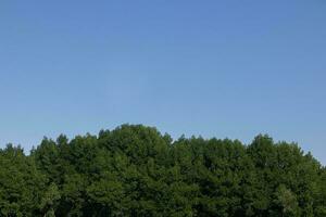 mangrove forest by the sea with a clear sky as a background photo