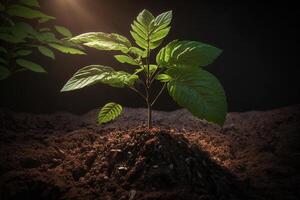 planta creciente en granja suelo o bosque con luz de sol a tiempo de día. joven planta es creciente. mundo tierra día. mundo ambiente día. tierra conservación, ecología o global calentamiento por ai generado foto