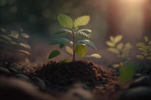 Plant growing in farm ground or forest with sunlight at daytime. Young plant is growing. World earth day. World environment day. Earth conservation, ecology or global warming by photo