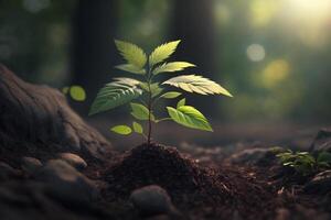 planta creciente en granja suelo o bosque con luz de sol a tiempo de día. joven planta es creciente. mundo tierra día. mundo ambiente día. tierra conservación, ecología o global calentamiento por ai generado foto