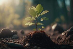 planta creciente en granja suelo o bosque con luz de sol a tiempo de día. joven planta es creciente. mundo tierra día. mundo ambiente día. tierra conservación, ecología o global calentamiento por ai generado foto