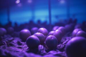 Cultivation of potatoes under artificial UV light in hydroponic system photo