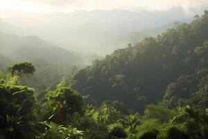 Aerial view of misty rainforest on a sunny day with towering trees photo