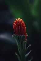 exótico planta en el selva vibrante naranja rojo florecer ai generado foto