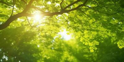 Sun-kissed Canopy A view of lush green treetops with sun rays piercing through the leaves photo