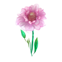 blomma boho vattenfärg png