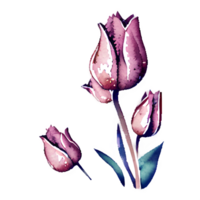 aquarelle ancien tulipes avec floral conception généré ai png