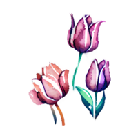 Watercolor vintage tulips with floral design png