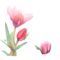 Watercolor vintage tulips with floral design png