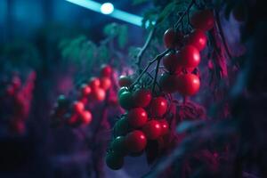 Glowing Tomatoes Cultivation under Artificial UV Light for Optimal Growth and Nutrition photo