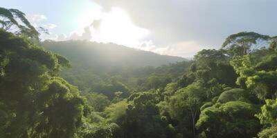 Aerial view of misty rainforest on a sunny day with towering trees photo