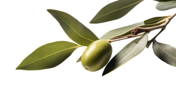 Frais olive branche illustration sur transparent Contexte. génératif ai. png