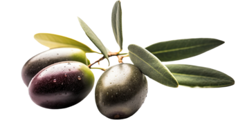 frisch schwarz Olive Ast Illustration auf transparent Hintergrund. generativ ai. png