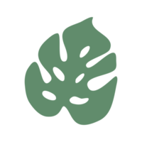 monstera feuilles png. png