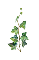 botánico clipart de planta helecho png