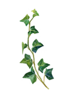 Botanical clipart of plant fern png