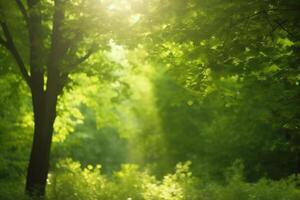 Sun-kissed Canopy A view of lush green treetops with sun rays piercing through the leaves photo