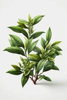 Close-up of isolated green tea plants on white background photo