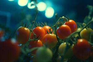 Glowing Tomatoes Cultivation under Artificial UV Light for Optimal Growth and Nutrition photo