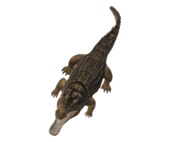 Sarcosuchus Crocodile isolated on a Transparent Background png