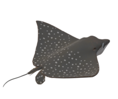 mantarraya pescado aislado en un transparente antecedentes png