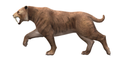 Sabre Toothed Cat isolated on a Transparent Background png