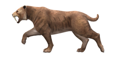 Sabre Toothed Cat isolated on a Transparent Background png