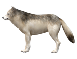 Lobo isolado em uma transparente fundo png