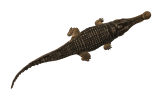 sarcosuchus cocodrilo aislado en un transparente antecedentes png