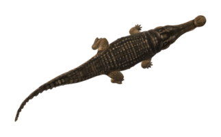 Sarcosuchus Crocodile isolated on a Transparent Background png