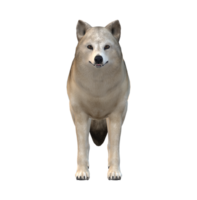 Loup isolé sur une transparent Contexte png