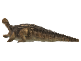 Sarcosuchus Crocodile isolated on a Transparent Background png