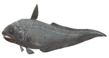 Abyssal Grenadier Fish Isolated on a Transparent Background png