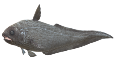 abyssal grenadier poisson isolé sur une transparent Contexte png