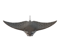 Stingray Fish isolated on a Transparent Background png