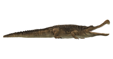 sarcosuchus crocodile isolé sur une transparent Contexte png