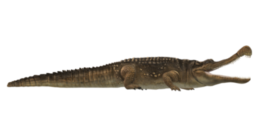 sarcosuchus cocodrilo aislado en un transparente antecedentes png