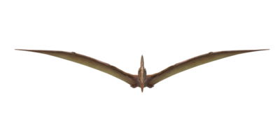 Pterodactyl isolated on a Transparent Background png
