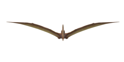 pterodattillo isolato su un' trasparente sfondo png