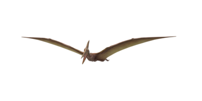 pterodactyl isolerat på en transparent bakgrund png