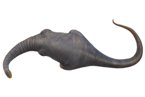 Apatosaurus isolated on a Transparent Background png
