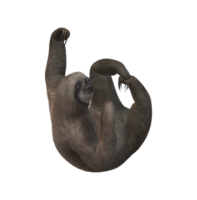 Sloth isolated on a Transparent Background png