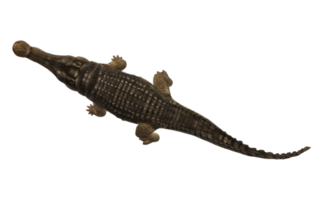 Sarcosuchus Crocodile isolated on a Transparent Background png