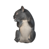 koala ours isolé sur une transparent Contexte png