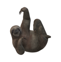 Sloth isolated on a Transparent Background png
