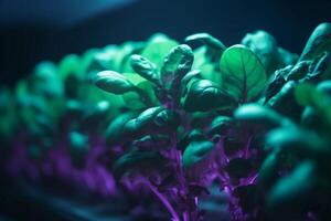 Thriving Spinach Plants Cultivated under Artificial UV Light in a Lab Setting photo