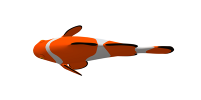 Clown Fish isolated on a Transparent Background png