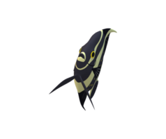 Angel Fish isolated on a Transparent Background png