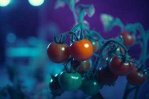 Glowing Tomatoes Cultivation under Artificial UV Light for Optimal Growth and Nutrition photo